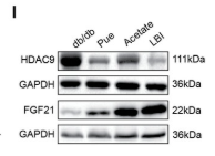 HDAC9 Antibody - Figure 7 LBI, acetate, and puerarin attenuated hyperglycemia and liver metabolic disorder in db/db mice.