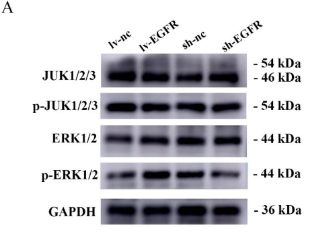 Phospho-JNK1/2/3 (Thr183+Tyr185) Antibody - Figure 8.