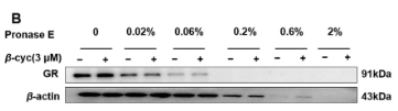 Phospho-NR3C1 (Ser211) Antibody - Figure 7.