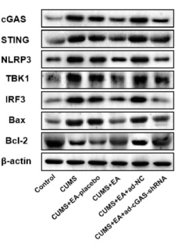 IRF3 Antibody - Figure 4.