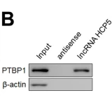 PTBP1 Antibody - Fig.