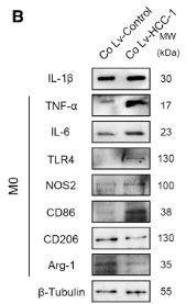 TNF alpha Antibody - Figure 5.