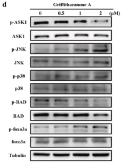 Phospho-FOXO3A (Ser253) Antibody - Fig.