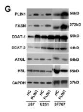 DGAT1 Antibody - Fig.