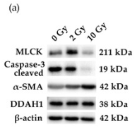 alpha-SMA Antibody - Figure 5.