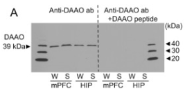 DAO Antibody - Fig.
