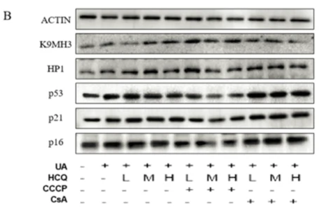 p53 Antibody - Fig.