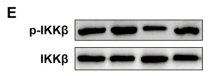 IKB alpha Antibody - Fig.