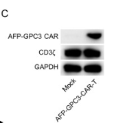 CD3 zeta Antibody - Fig.