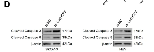 Cleaved-Caspase 3 (Asp175), p17 Antibody - Fig.