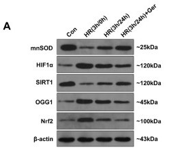 OGG1 Antibody - Figure 6 .