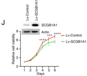 SCGB1A1 Antibody - Figure 5.