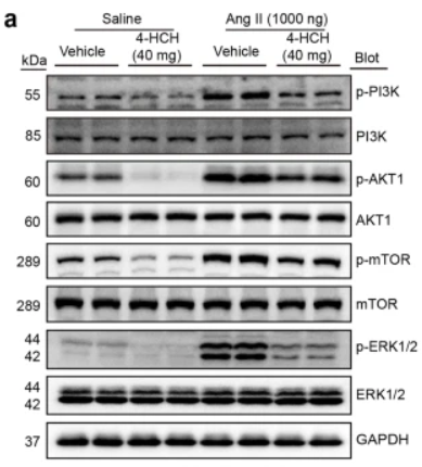 PI3K p85 alpha Antibody - Fig.