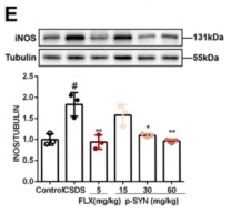 beta Tubulin Antibody - Fig.