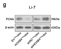 PCNA Antibody - Fig.