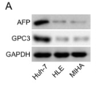 GPC3 Antibody - Fig.