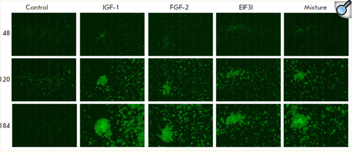 EIF3I Antibody - Fig.