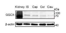 GGCX Antibody - Figure 1.