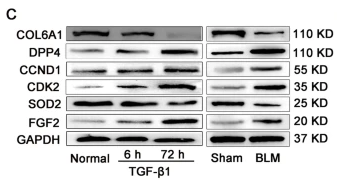 CDK2 Antibody - Fig.