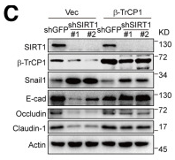 BTRC Antibody - Figure 3.