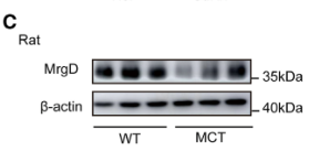 MRGRD Antibody - Figure 1.