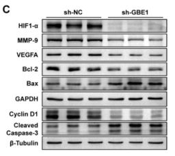 Bcl-2 Antibody - Figure 4.