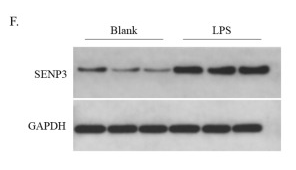 SENP3 Antibody - Fig.