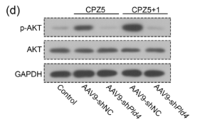 pan-AKT1/2/3 Antibody - FIGURE 4 Pld4 deficiency impaired microglial phagocytosis and TrkA/AKT signaling in the corpus callosum.