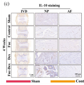IL10 Antibody - Figure 10.