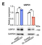 USP31 Antibody - Figure 5CircARCN1 affects the interaction between HuR and USP31 mRNA, and down-regulates USP31.
