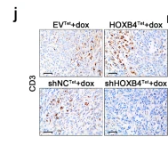 CD3E Antibody - Fig.