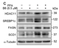 SREBP1 Antibody - Figure 5 Effects of B6 on de novo lipogenesis and fatty acid oxidation in AML12 cells.