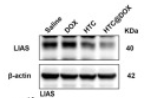 LIAS Antibody - Fig.