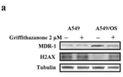 Histone H2A.X Antibody - Fig.