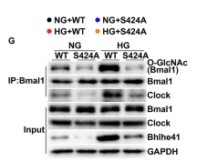 Clock Antibody - Figure 3: Increasing O-GlcNAcylation of Bmal1 at S424 contributes to high-glucose-induced upregulation of Bhlhe41 expression in hippocampal neurons.