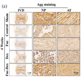 Aggrecan Antibody - Figure 12.