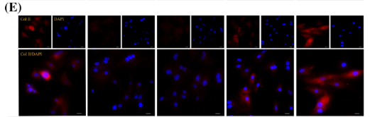 Collagen II Antibody - FIGURE 2 Effect of TR155 on NPCs.