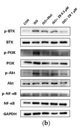 NF-kB p65 Antibody - Figure 7.
