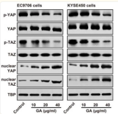 TAZ Antibody - Figure 6.