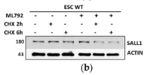 SALL1 Antibody - Figure 4.