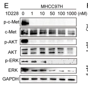 Phospho-ERK1/2 (Thr202/Tyr204) Antibody - Fig.