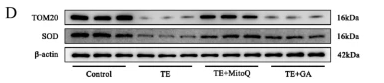 TOMM20 Antibody - Fig.