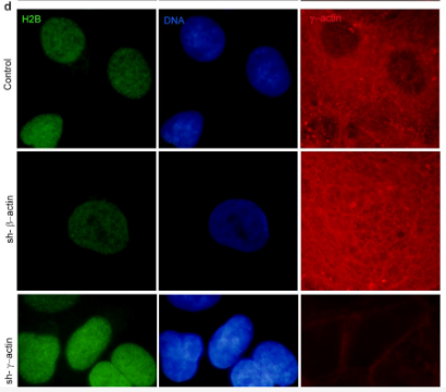 Histone H2B Antibody - Figure 4.