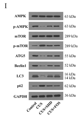SQSTM1/p62 Antibody - Figure 6.