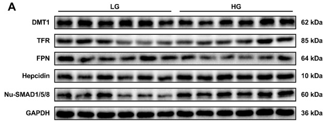 HAMP Antibody - Figure 5.
