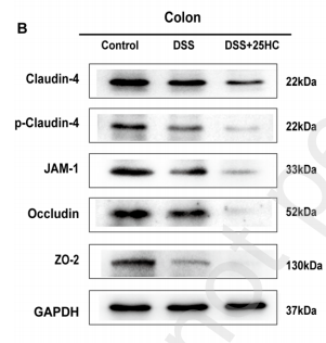 Phospho-Claudin 4 (Tyr208) Antibody - Fig.