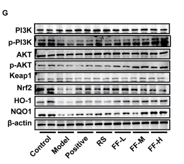 Keap1 Antibody - Fig.