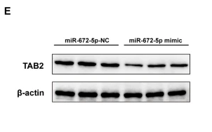 TAB2 Antibody - Fig.