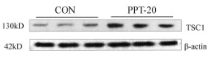 TSC1 Antibody - Fig.