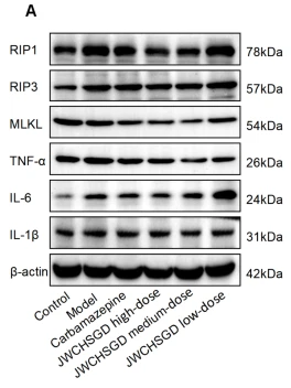 IL6 Antibody - Fig.
